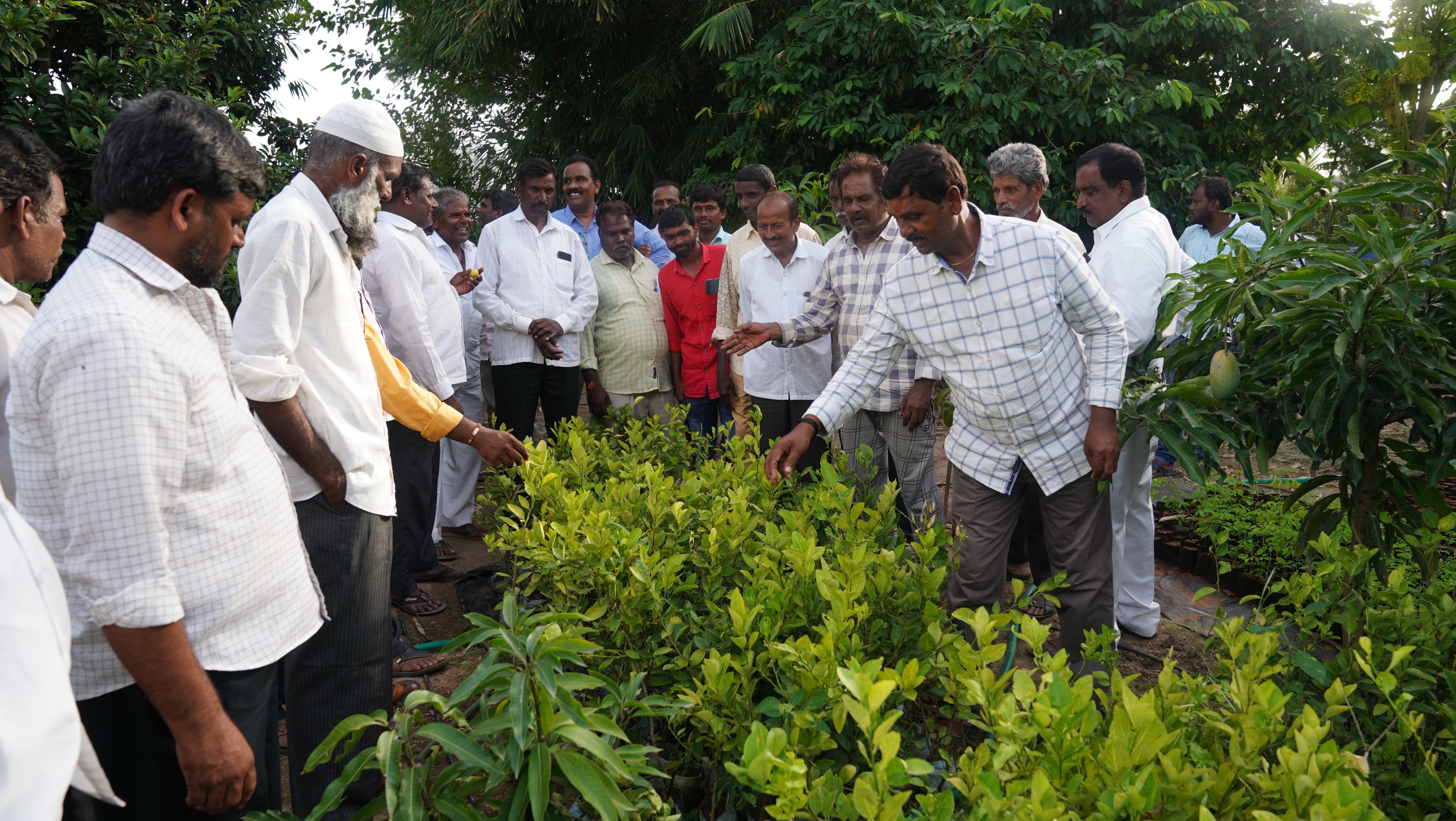 Plantation and Horticulture Activities Initiated with the Support of FAI