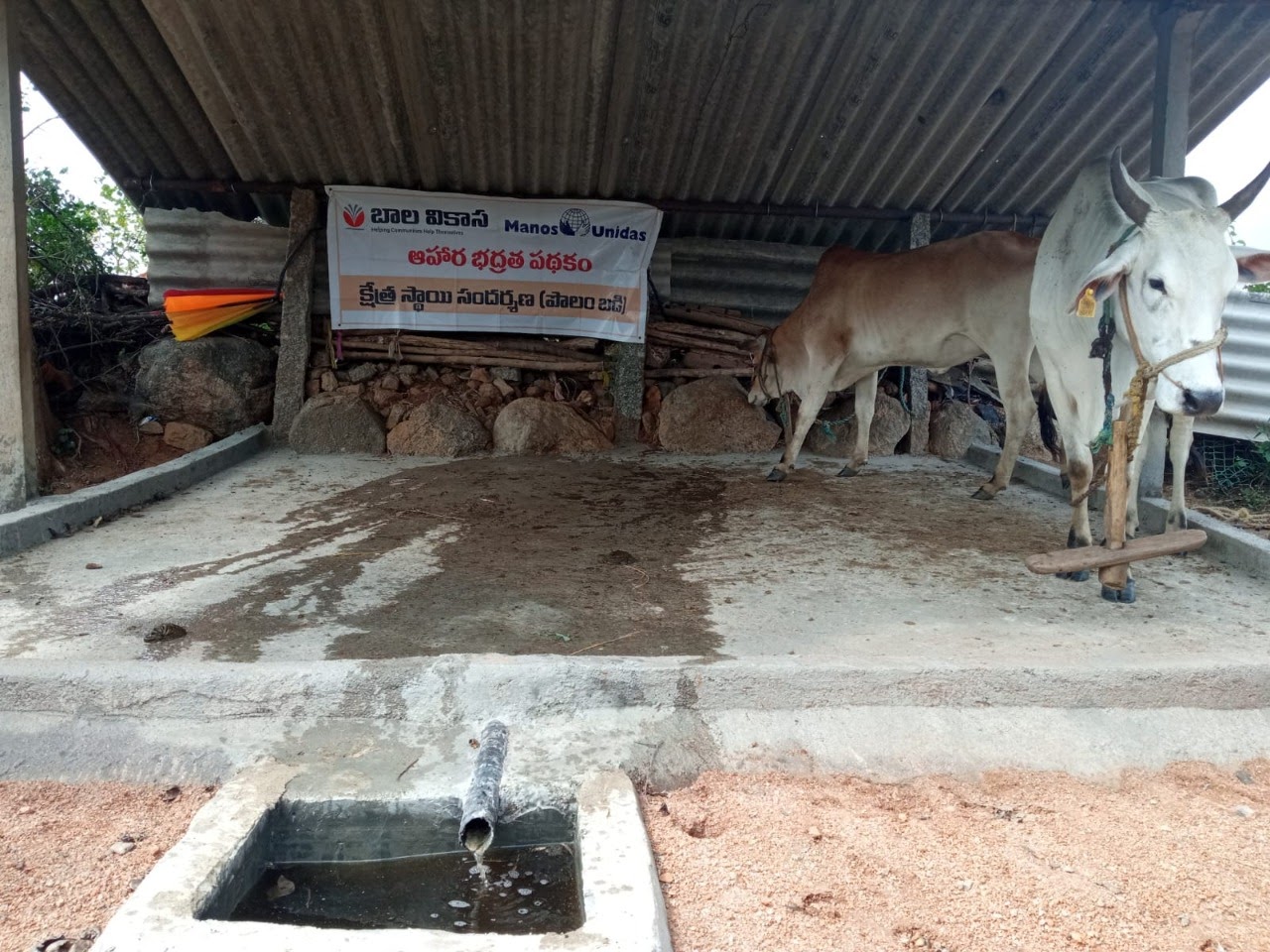 Urine platforms and Azolla pits constructed to ease organic farming practices